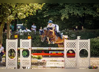 Oldenbourg, Hongre, 9 Ans, 162 cm, Bai