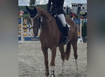 Oldenbourg, Hongre, 9 Ans, 165 cm, Alezan