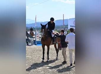 Oldenbourg, Hongre, 9 Ans, 167 cm, Bai