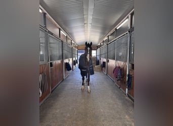 Oldenbourg, Hongre, 9 Ans, 167 cm, Bai