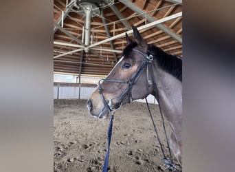 Oldenbourg, Hongre, 9 Ans, 167 cm, Bai