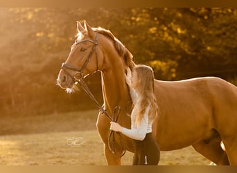 Oldenbourg, Hongre, 9 Ans, 170 cm, Alezan