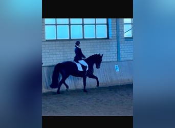 Oldenbourg, Hongre, 9 Ans, 170 cm, Bai brun foncé