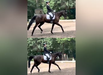 Oldenbourg, Hongre, 9 Ans, 170 cm, Bai brun foncé