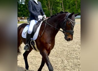 Oldenbourg, Hongre, 9 Ans, 170 cm, Bai brun foncé