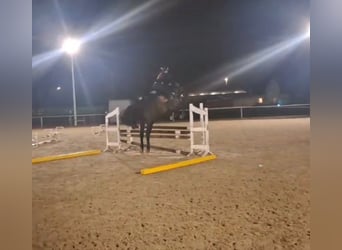 Oldenbourg, Hongre, 9 Ans, 170 cm, Bai brun foncé