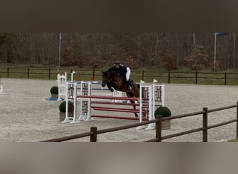 Oldenbourg, Hongre, 9 Ans, 170 cm, Bai