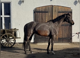 Oldenbourg, Hongre, 9 Ans, 170 cm, Bai