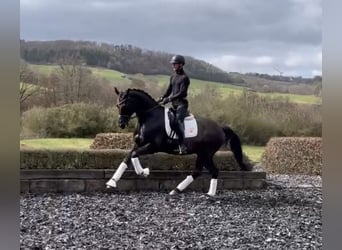 Oldenbourg, Hongre, 9 Ans, 170 cm, Noir