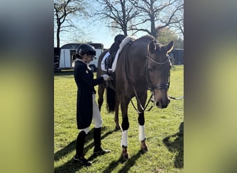 Oldenbourg, Hongre, 9 Ans, 171 cm, Alezan brûlé