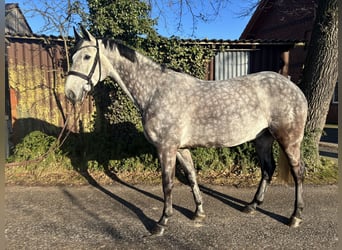 Oldenbourg, Hongre, 9 Ans, 171 cm, Gris pommelé