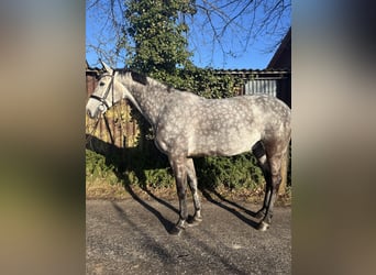 Oldenbourg, Hongre, 9 Ans, 171 cm, Gris pommelé