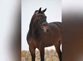 Oldenbourg, Hongre, 9 Ans, 172 cm, Bai brun