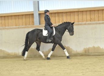 Oldenbourg, Hongre, 9 Ans, 172 cm, Bai brun