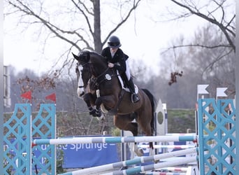 Oldenbourg, Hongre, 9 Ans, 172 cm, Bai brun