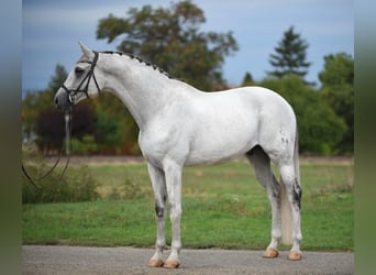 Oldenbourg, Hongre, 9 Ans, 172 cm, Gris