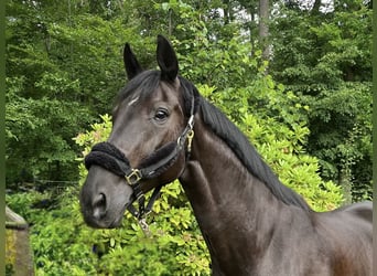 Oldenbourg, Hongre, 9 Ans, 172 cm, Noir