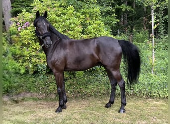 Oldenbourg, Hongre, 9 Ans, 172 cm, Noir