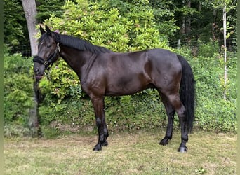 Oldenbourg, Hongre, 9 Ans, 172 cm, Noir