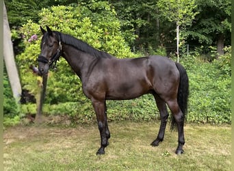 Oldenbourg, Hongre, 9 Ans, 172 cm, Noir