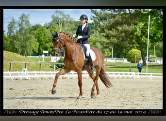 Oldenbourg, Hongre, 9 Ans, 174 cm, Alezan