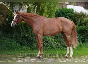 Oldenbourg, Hongre, 9 Ans, 174 cm, Alezan