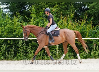 Oldenbourg, Hongre, 9 Ans, 174 cm, Alezan
