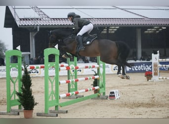 Oldenbourg, Hongre, 9 Ans, 175 cm, Bai brun
