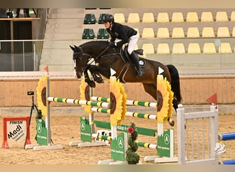 Oldenbourg, Hongre, 9 Ans, 175 cm, Bai brun