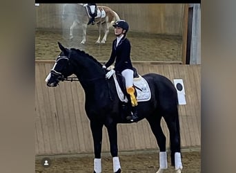 Oldenbourg, Hongre, 9 Ans, 175 cm, Noir