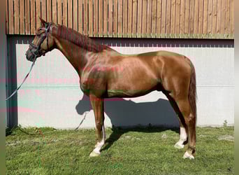 Oldenbourg, Hongre, 9 Ans, 180 cm, Alezan cuivré