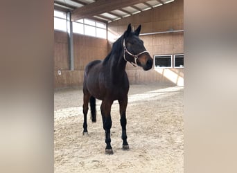 Oldenbourg, Hongre, 9 Ans, 183 cm, Bai brun