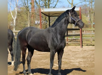 Oldenbourg, Jument, 10 Ans, 162 cm, Noir