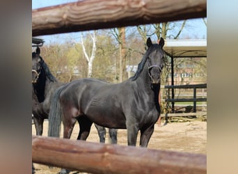 Oldenbourg, Jument, 10 Ans, 162 cm, Noir