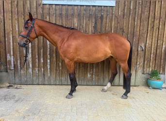 Oldenbourg, Jument, 10 Ans, 163 cm, Bai