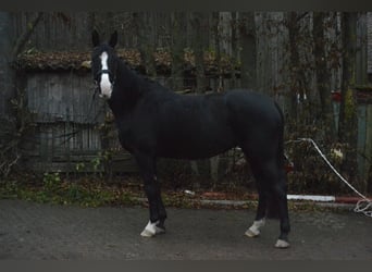 Oldenbourg, Jument, 10 Ans, 163 cm, Noir