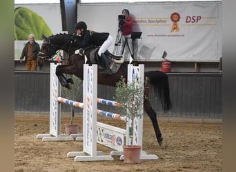 Oldenbourg, Jument, 10 Ans, 164 cm, Bai