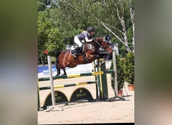 Oldenbourg, Jument, 10 Ans, 164 cm, Bai