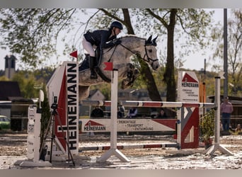 Oldenbourg, Jument, 10 Ans, 164 cm, Gris
