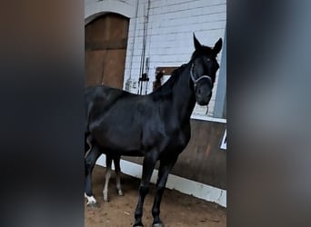 Oldenbourg, Jument, 10 Ans, 164 cm, Noir