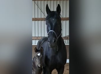 Oldenbourg, Jument, 10 Ans, 164 cm, Noir