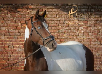 Oldenbourg, Jument, 10 Ans, 164 cm, Tobiano-toutes couleurs