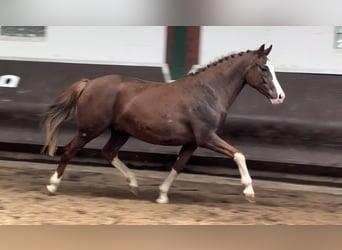 Oldenbourg, Jument, 10 Ans, 165 cm, Alezan brûlé