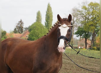 Oldenbourg, Jument, 10 Ans, 165 cm, Alezan brûlé