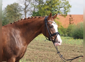 Oldenbourg, Jument, 10 Ans, 165 cm, Alezan brûlé