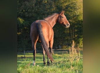 Oldenbourg, Jument, 10 Ans, 165 cm, Bai