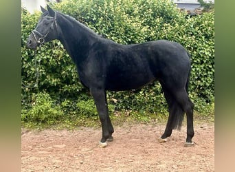 Oldenbourg, Jument, 10 Ans, 165 cm, Noir