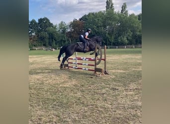 Oldenbourg, Jument, 10 Ans, 167 cm, Noir