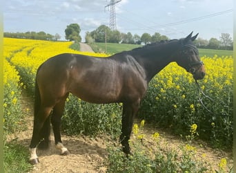 Oldenbourg, Jument, 10 Ans, 168 cm, Bai brun