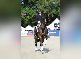Oldenbourg, Jument, 10 Ans, 170 cm, Bai brun